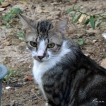 DSCF0872